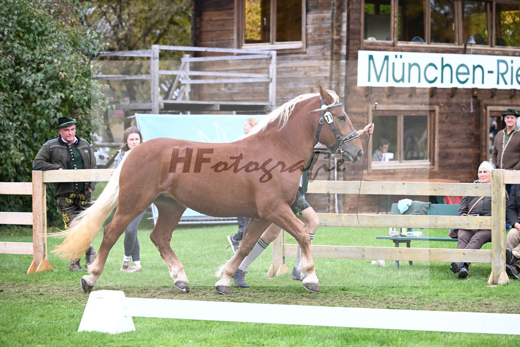 Kat-Nr. 71 Josefine v. Sir_Kramer_41251559 | hf-fotografie - Realizzato con Pictrs.com