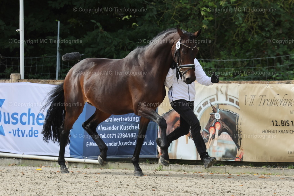 Bundesstut.SchauDarmstadt13-140925MC3H5A1186 1B | Pferdefotos online bestellen - Realisiert mit Pictrs.com