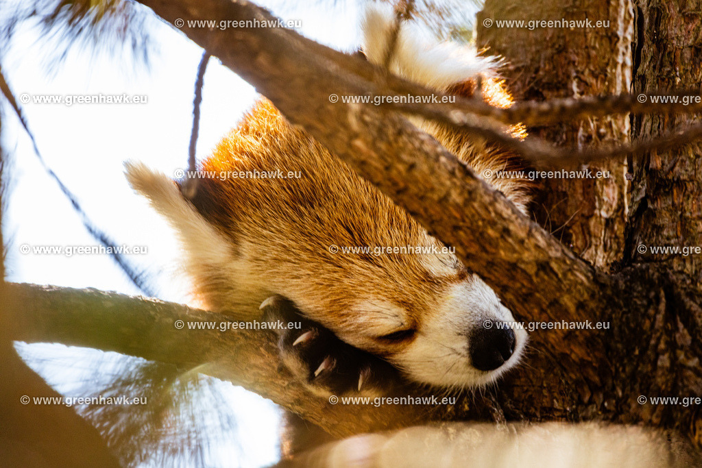 _MG_8727 | Greenhawks Bilder Shop für Landschaften, Urban, Tiere und weiteres als Poster Leinwand oder Fotogeschenk für Ostern Weihnachten oder Geburtstag  - Realisiert mit Pictrs.com