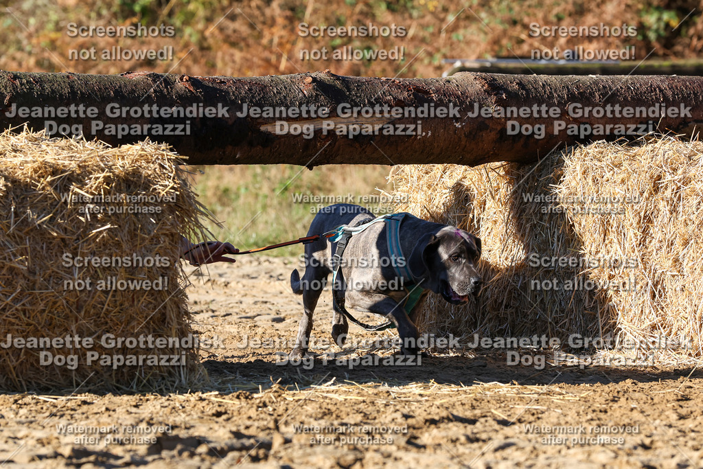 Dog Paparazzi - Strongdog 10-25-1610 | Dog Paparazzi Jeanette Grottendiek Fotografie & Videografie - Realisiert mit Pictrs.com