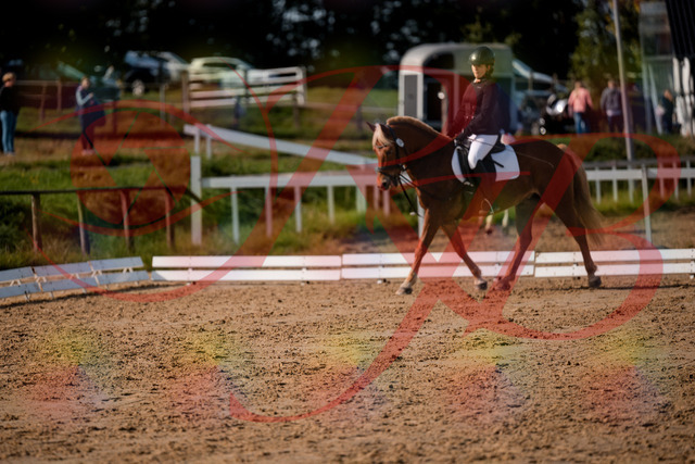 2026_10_03_Siefer-Hof_122126_Z63_44866742 | Professionelle Reitsport-, Turnier- und Eventfotografie von Robert Broda. Galerien mit ausgewählten und bearbeiteten Bildern direkt online ansehen und bestellen.
