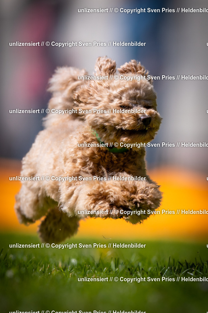 Sven Pries | 2025-08-10 - Hunderennen Durlach - Realisiert mit Pictrs.com