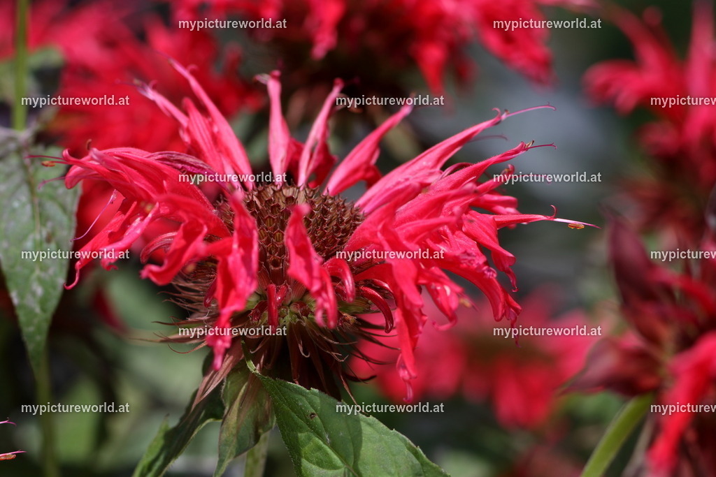 Goldmelisse-002 | Das Bilderarchiv über Tiere, Planzen und Landschaften. In der Bilddatenbank finden Sie ein große Auswahl an hochwertigen Bilder für Ihre Werbung - Realized with Pictrs.com