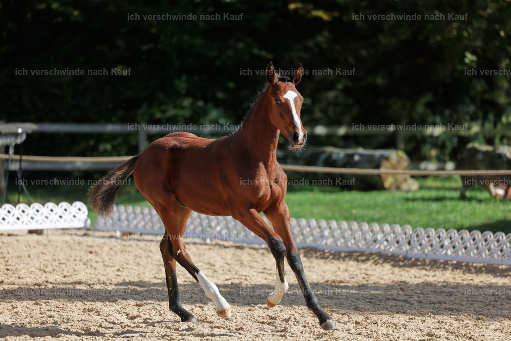 _AM19194 | working equitationturnier fotograf videograf stoibphotography marixx film working equitation deutschland reitsport turnierfotografie eventfotografie equestrian events