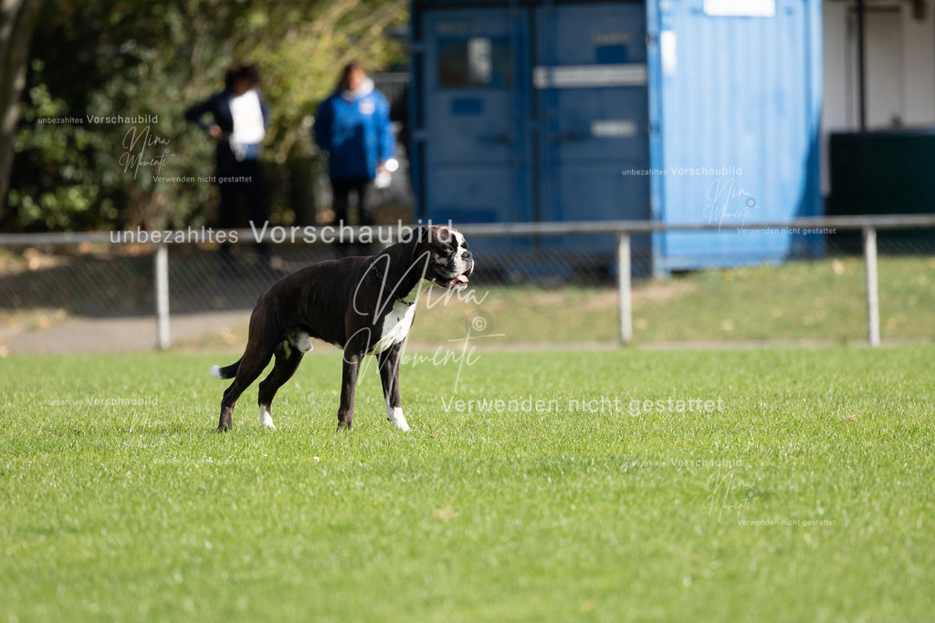 _16A6647 | Einzigartige Fotos von Hunden & Menschen –Actionfotos, Portraits, Vereinsaufnahmen & Paarshootings – authentisch, lebendig & mit Herz.