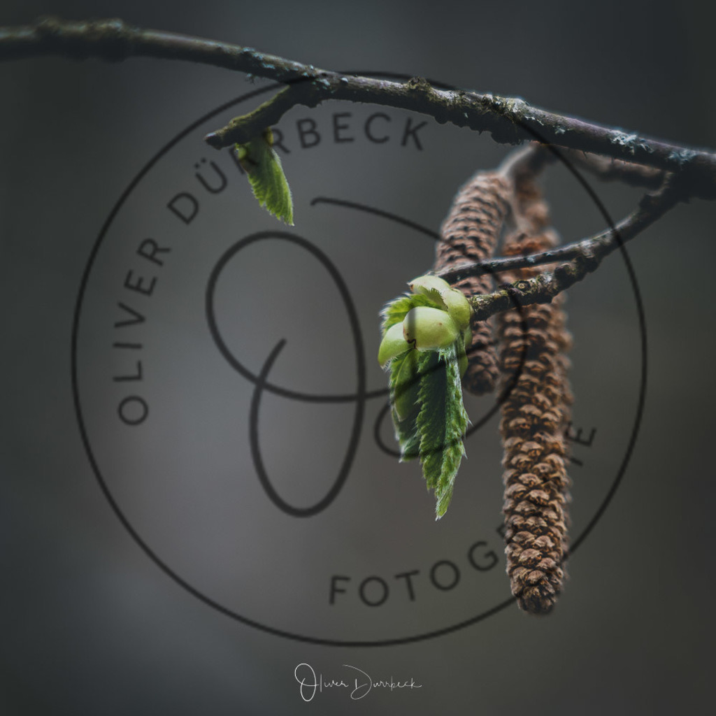 natur-pflanzen-29 | Shop für Kindergartenfotografie und andere Fotoprodukte von Oliver Dürrbeck Fotografie. - Realisiert mit Pictrs.com