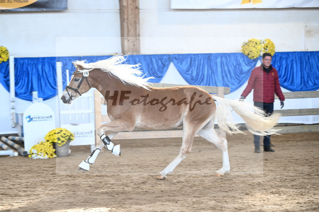 Kat-Nr. 14 Stefano Amore v. Steingold_Bachmann_48250300 | hf-fotografie - Realisiert mit Pictrs.com