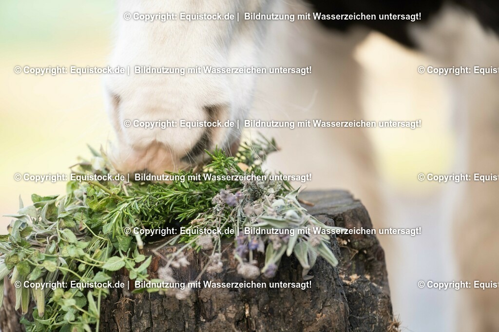 20201207_Tinker-frisst-kr__uter_0001 | equistock