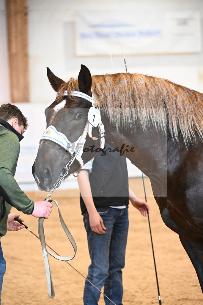 Kat-Nr. 1 v. Valegro_Leiss_6240009 | hf-fotografie - Realisiert mit Pictrs.com
