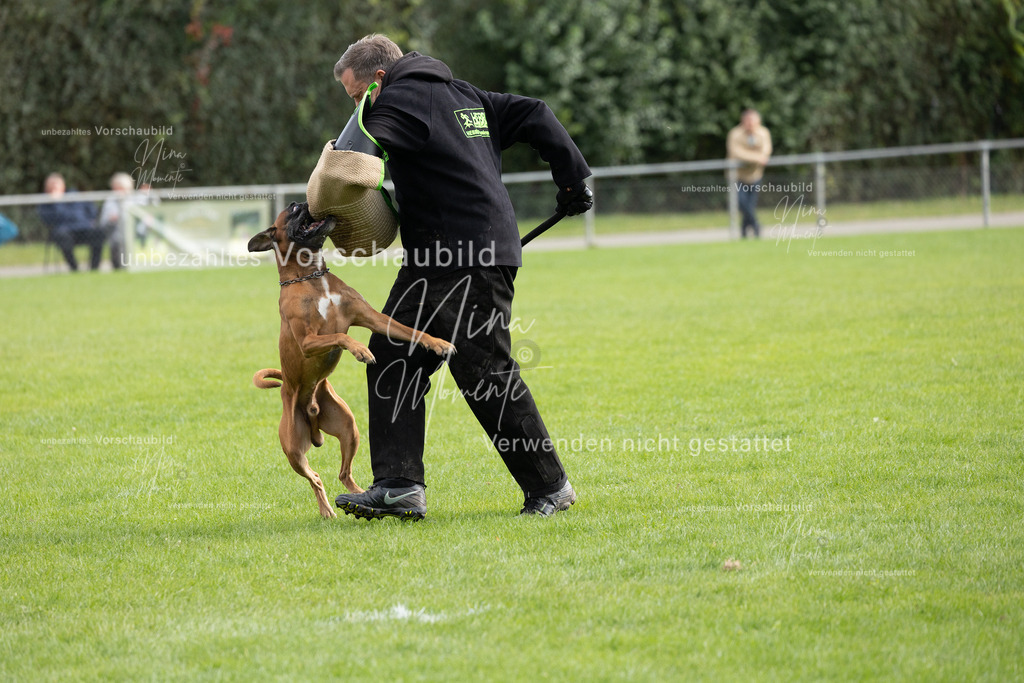 _16A7081 | Einzigartige Fotos von Hunden & Menschen –Actionfotos, Portraits, Vereinsaufnahmen & Paarshootings – authentisch, lebendig & mit Herz.