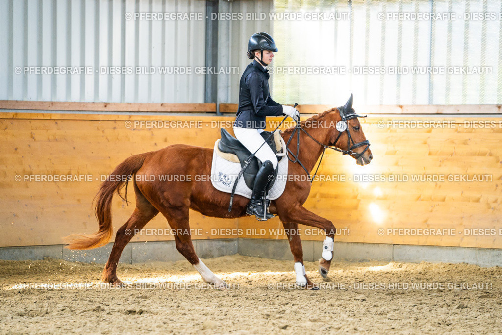 DSC01424 | Pferdegrafie