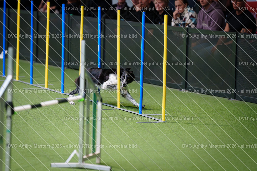 allesWIRTHgut_Tierfotografie-DVG_Agility_Masters_2026-09_41-7R502431 | Professionelle Tierfotografie in Mönchengladbach von Daniel Wirth (allesWIRTHgut). Liebevolle & natürliche Bilder von Hunden & Katzen für unvergessliche Erinnerungen.