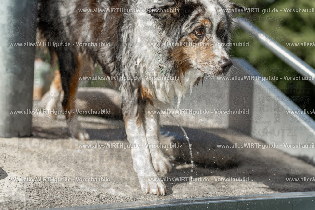 Hundeschwimmen_Volksbad_2026-allesWIRTHgut_Tierfotografie-2609061535-7R501635 | Professionelle Tierfotografie in Mönchengladbach von Daniel Wirth (allesWIRTHgut). Liebevolle & natürliche Bilder von Hunden & Katzen für unvergessliche Erinnerungen.