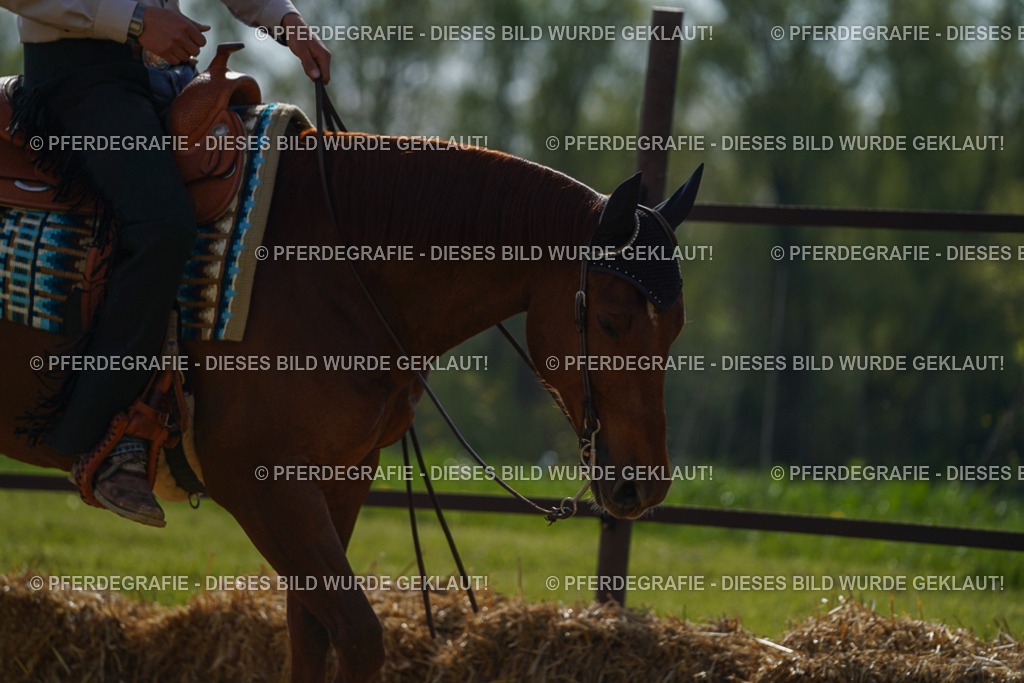 DSC01486 | Pferdegrafie