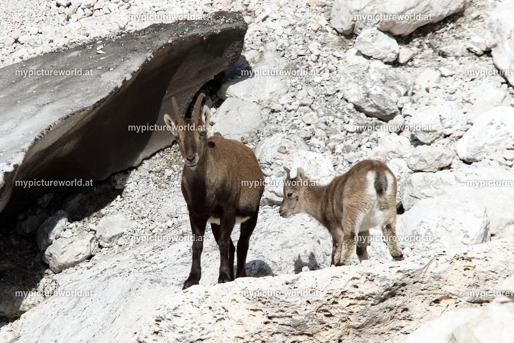 Alpensteinbock-100 | Das Bilderarchiv über Tiere, Planzen und Landschaften. In der Bilddatenbank finden Sie ein große Auswahl an hochwertigen Bilder für Ihre Werbung - Realized with Pictrs.com