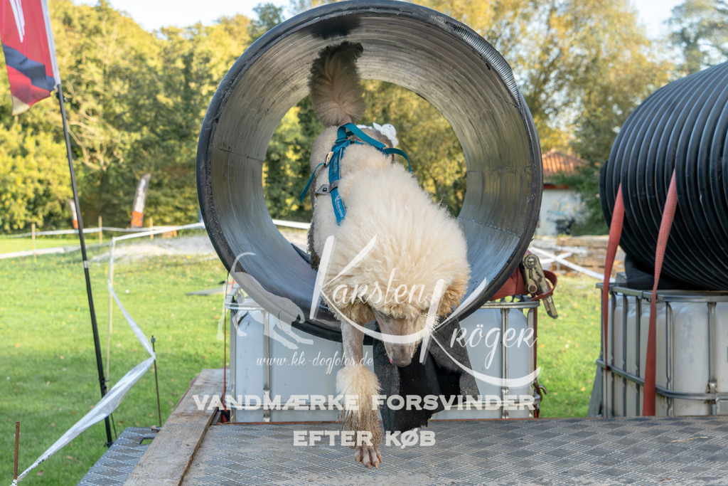 1643_ZZ98927 | kk-dogfotos