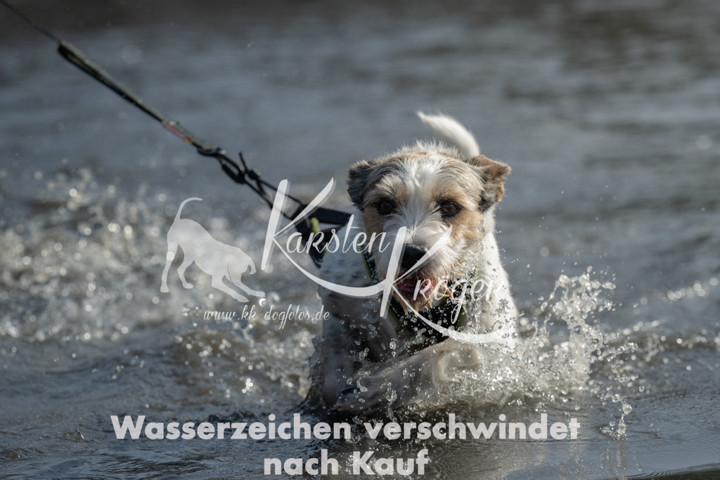 1150_ZZ96844-3 | kk-dogfotos