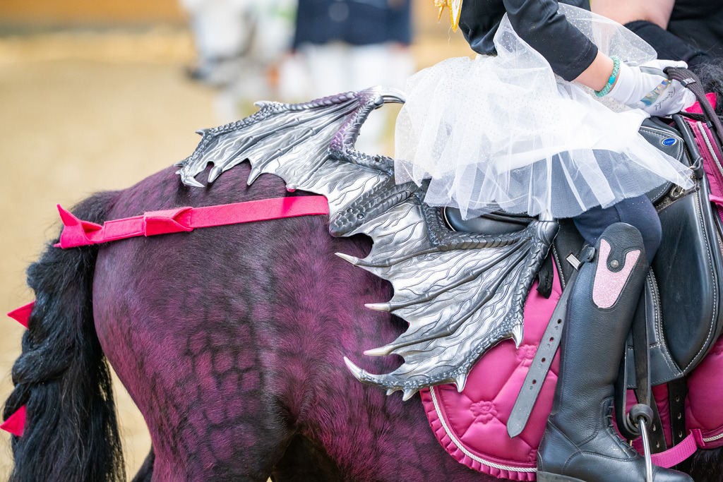 DSC00328 | Pferdegrafie