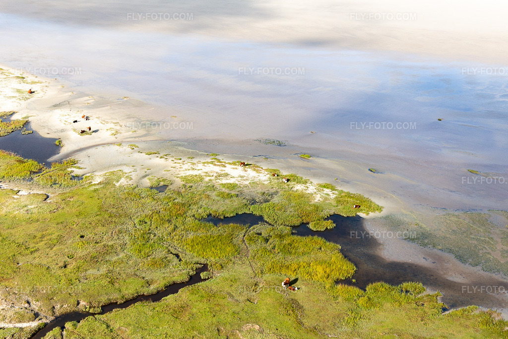 Aerial view: Cattle in the dunes on the sandy beach in Fanø in the state South Denmark, Denmark.Photo: IMG_118585.jpg taken on 09/21/2019 by Werner Riehm/FLY-FOTO.comResolution of the original: 5472 x 3648 px
