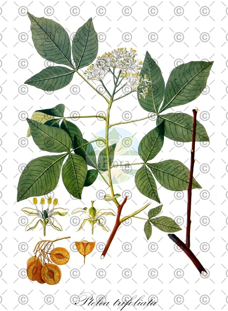 HistAbb_wfo-0001292471_1_ENZY_Simple | Historische Abbildung von Ptelea trifoliata - Rutaceae | Historical Illustration of Ptelea trifoliata - Rutaceae