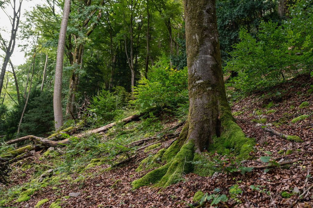 ZD250916101823 | Fotoshop von zweidimensional Fotografie. Ihr Fotograf im Aargau. Abzüge von Ihrem Fotobox Event bestellen.Abzüge von Ihrem Hochzeit bestellen.Abzüge von Ihrem Schulfotograf bestellen.