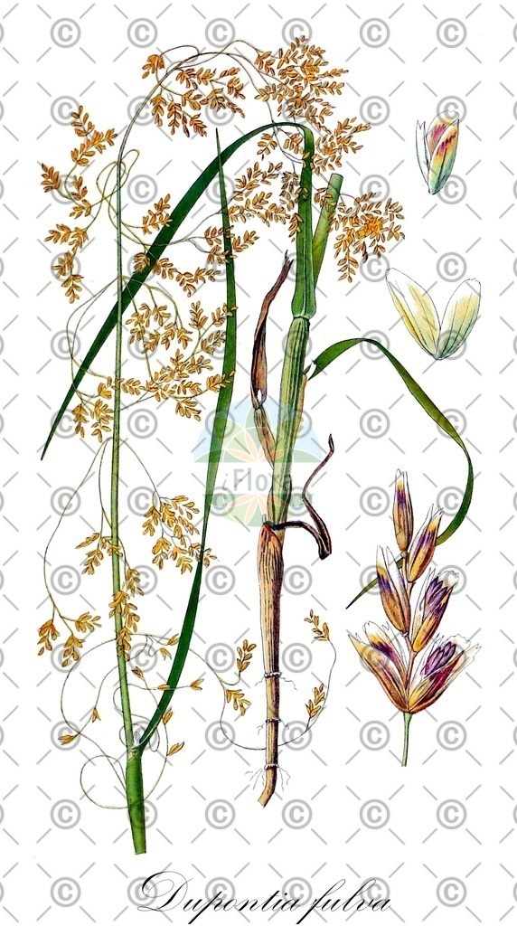 HistAbb_wfo-0000946828_2_ENZY_Simple | Historische Abbildung von Dupontia fulva - Poaceae | Historical Illustration of Dupontia fulva - Poaceae (pendant grass)