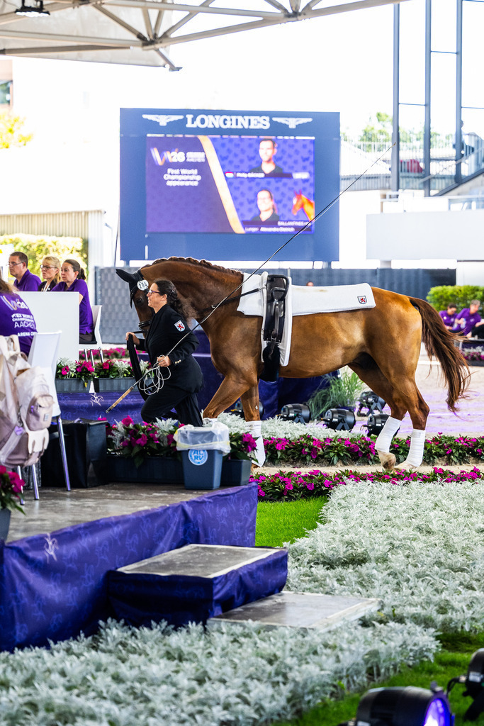 FEI World Championships | Horse Ballantines entering the Arena in Aachen - Realisiert mit Pictrs.com