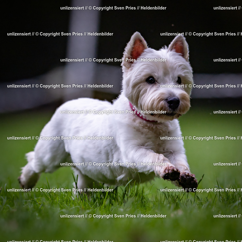 Sven Pries | 2024-10-19 - Hunderennen Ober-Grombach - Realisiert mit Pictrs.com