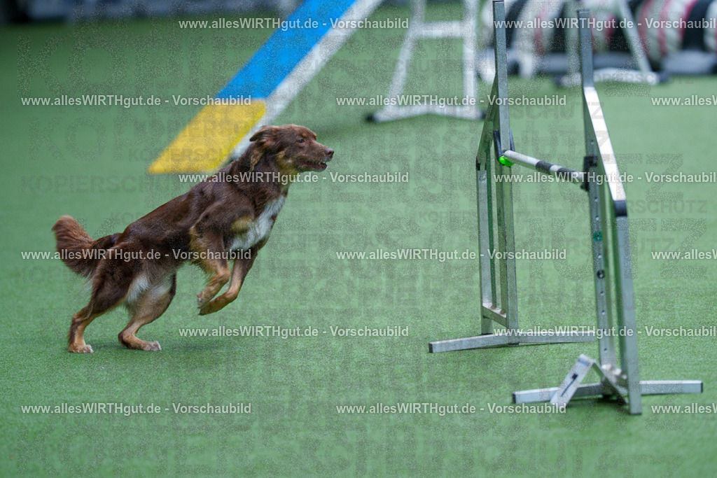 @allesWIRTHgut_Tierfotografie - www.allesWIRTHgut.de - 2604261140-7R500162 | Professionelle Tierfotografie in Mönchengladbach von Daniel Wirth (allesWIRTHgut). Liebevolle & natürliche Bilder von Hunden & Katzen für unvergessliche Erinnerungen.