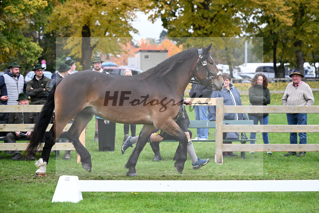 Kat-Nr. 42 Piaffe v. Retter_Furtner_41251057 | hf-fotografie - Realizzato con Pictrs.com