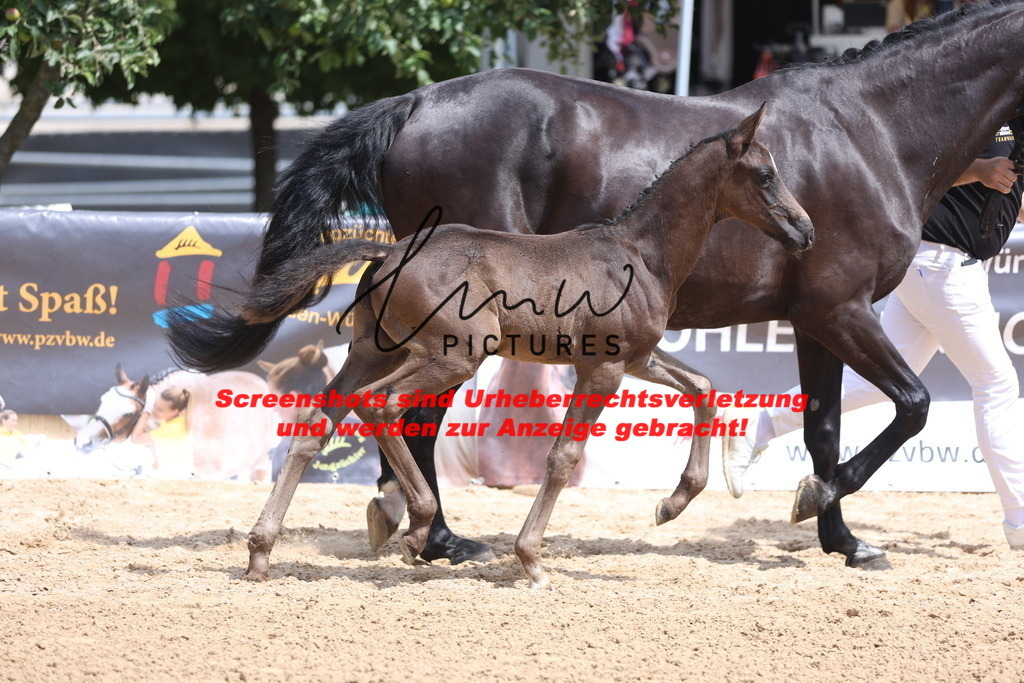 Fohlenschau_Schwäbisch_Hall_dressurbetonte_Fohlen_KN 17_9 | lmwpictures - Realisiert mit Pictrs.com