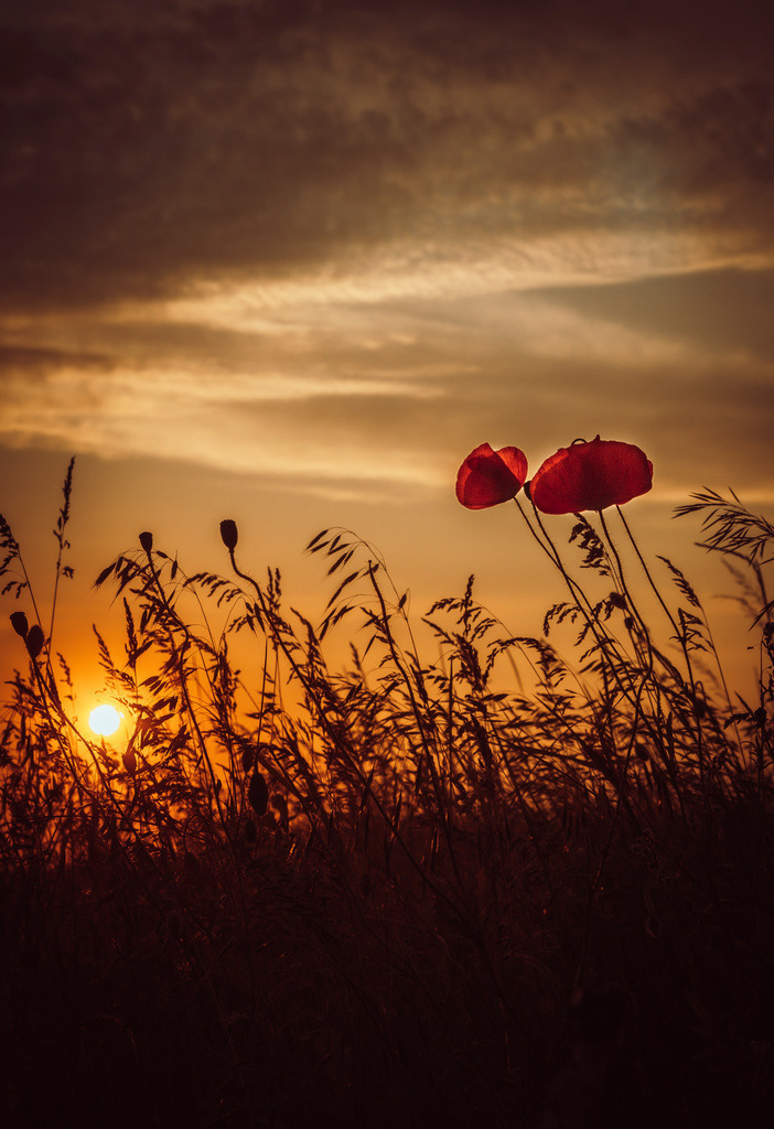 Mohnblüten im Sonnenuntergang | Wir machen aus Ihren Bildern Erinnerungen für die Ewigkeit | Hochwertige Fotografien für Ihr zu Hause. - Realisiert mit Pictrs.com
