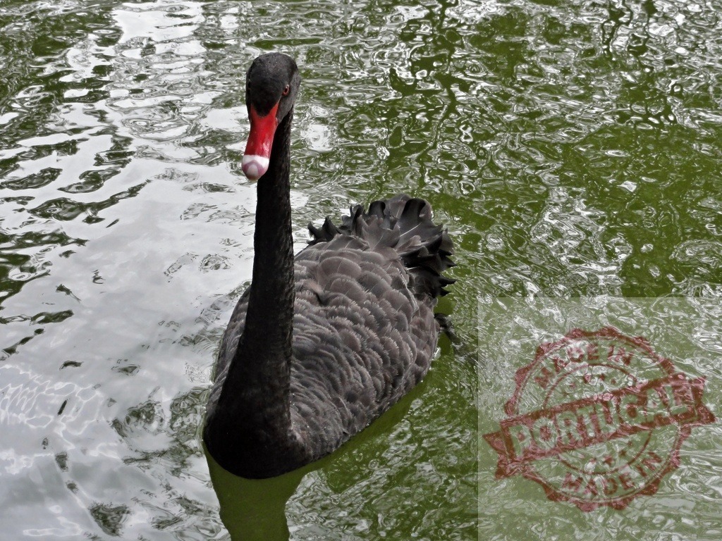 Black swan swimming gracefully on green water surface | Black swan with red beak swimming in green pond water outdoors - Realized with Pictrs.com