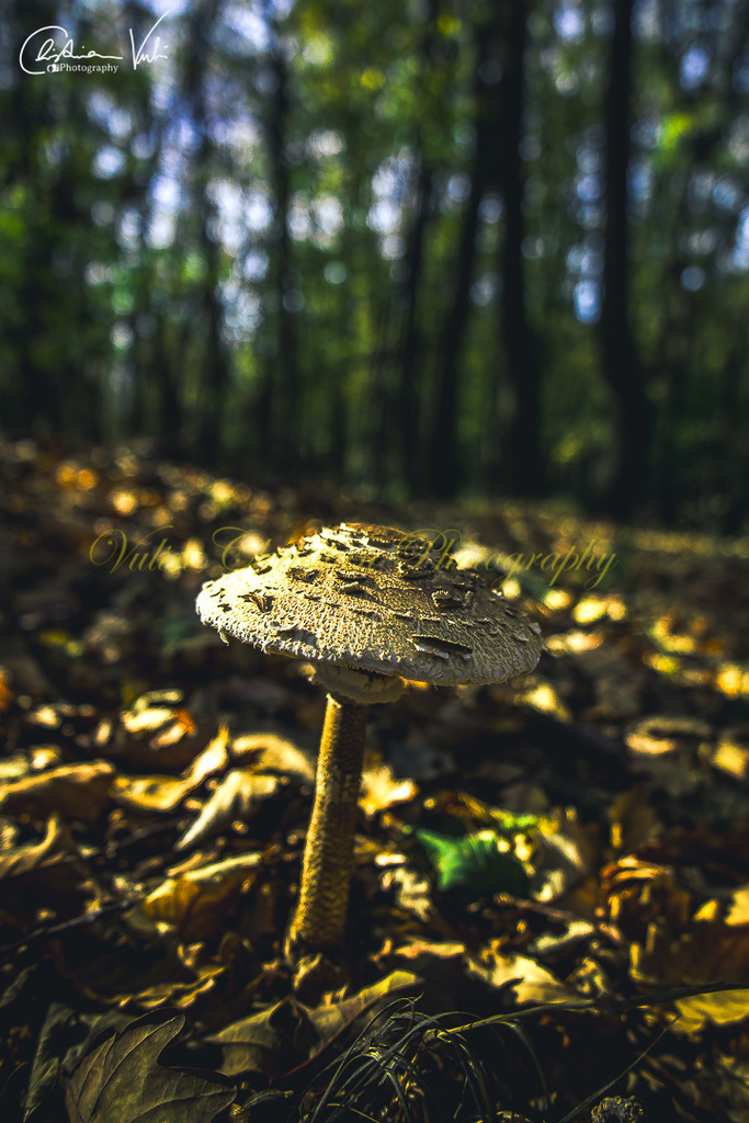 WD 6 | Christian Vulin  - Realisiert mit Pictrs.com