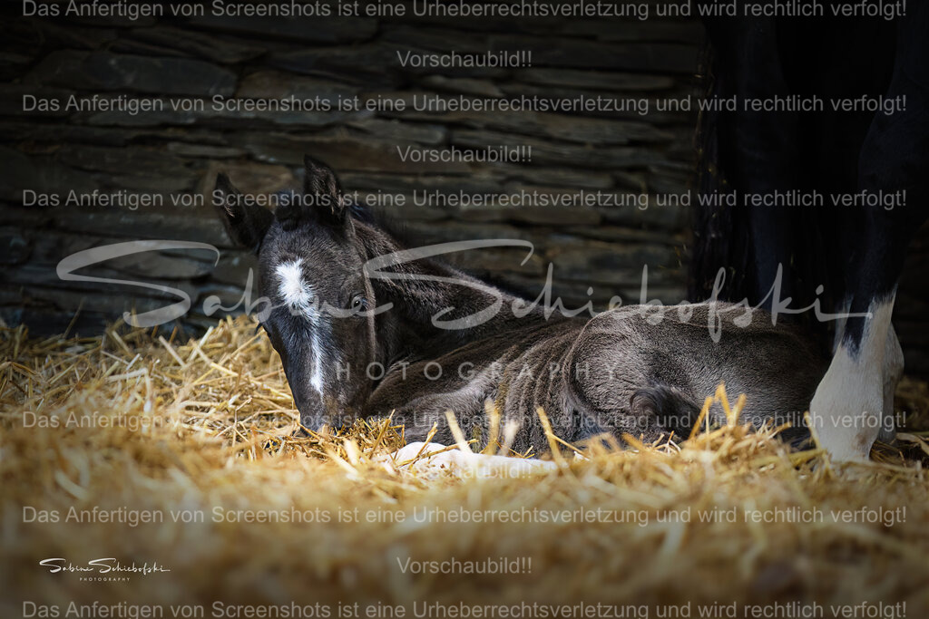 "Elli" | Ein neugeborenes Fohlen liegt im Stroh, beschützt von seiner Mutter - Realisiert mit Pictrs.com