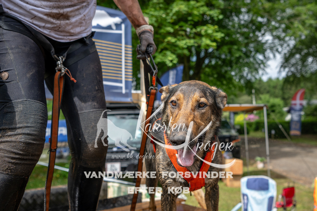 1037_ZZ91588 | kk-dogfotos