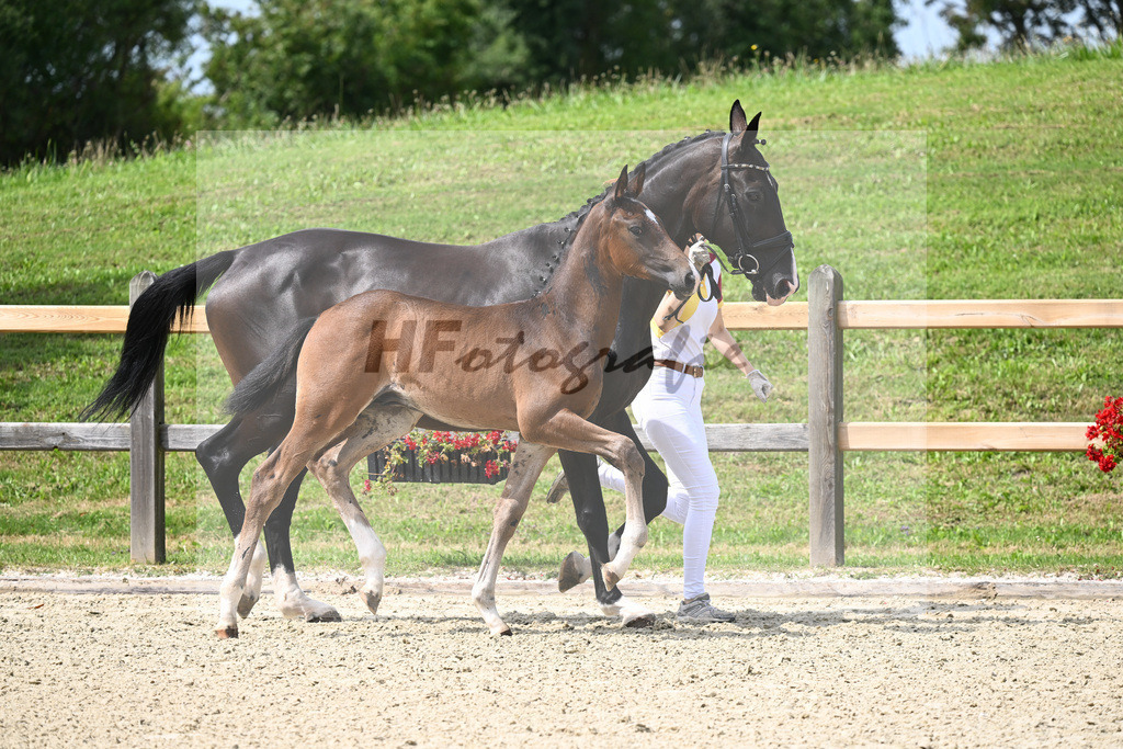 Kat-Nr. 18 HF Secret x Diamond Hit_Soellner_28230357 | hf-fotografie - Realizzato con Pictrs.com