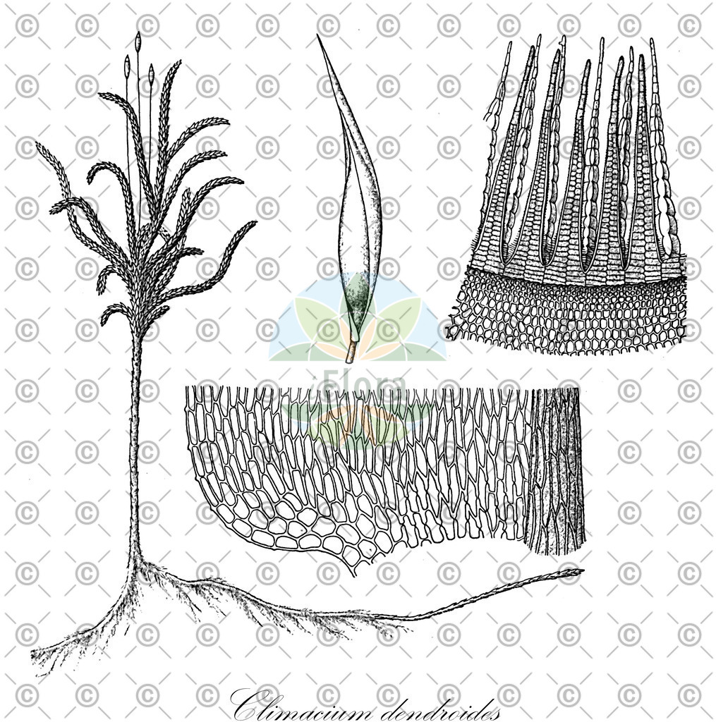 HistAbb_wfo-0001180724_2_ENZY_Simple | Historische Abbildung von Climacium dendroides - Climaciaceae | Historical Illustration of Climacium dendroides - Climaciaceae