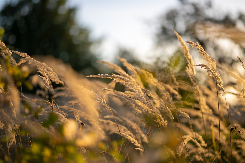 IMG_4786 | ehrlichefotos - Realisiert mit Pictrs.com