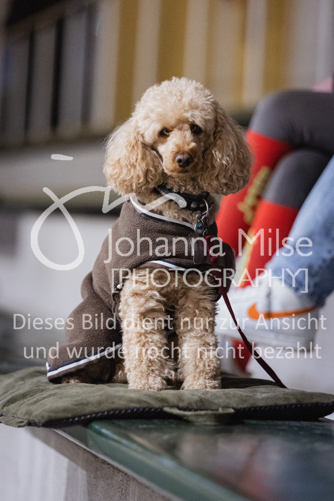 230211_Warstein_S1-StilSpr-338 | Deine schönsten Turniermomente als professionelle Fotos! Entdecke hochwertige Pferdesport-Fotografie im Online-Shop. Jetzt Fotos finden & bestellen!