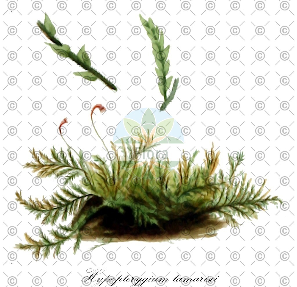 HistAbb_wfo-0000669128_2_ENZY_Simple | Historische Abbildung von Hypopterygium tamarisci - Hypopterygiaceae | Historical Illustration of Hypopterygium tamarisci - Hypopterygiaceae