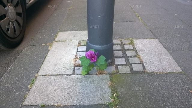Stadt Natur 1 | ARDT Foto Kunst