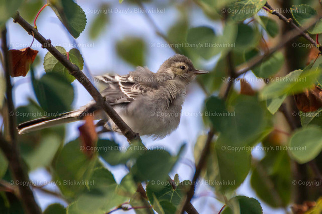 201741 | Tierfotografie, Tierkalender, Tierbilder, Insekten, Spinnen, Vögel, Schmetterling, Libellen, Leinwand, Colorkey, Qualität, Geschenkartikel, Geschenk - Realisiert mit Pictrs.com