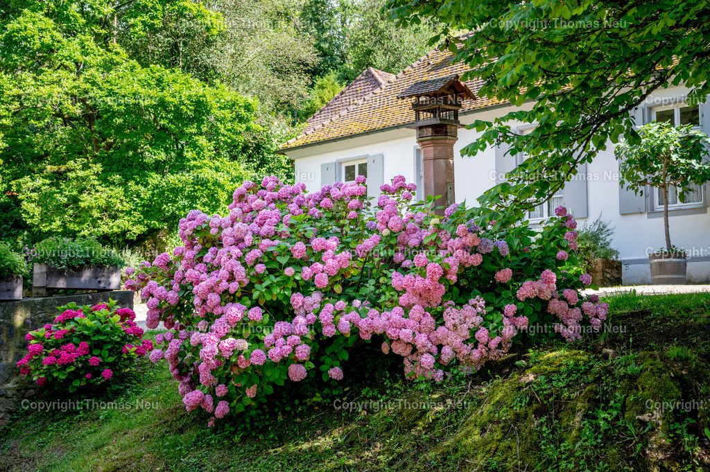 DSC_2620 | Der Staatspark Fürstenlager in Bensheim Auerbach, an der hessischen Bergstraße- ist ein wunderschöner Landschaftspark nach englischen Vorbild. Es war die Sommerresidenz der Darmstädter Fürstenfamilie die hier das "einfache Landleben" genossen. Zu jeder Jahreszeit kann man das Fürstenlager als Ausflugsziel empfehlen. Im Herrenhaus ist eine Gastronomie untergebracht. Im Sommer findet auf der Bühne vor der großen Wiese ein Opern-Air statt, 