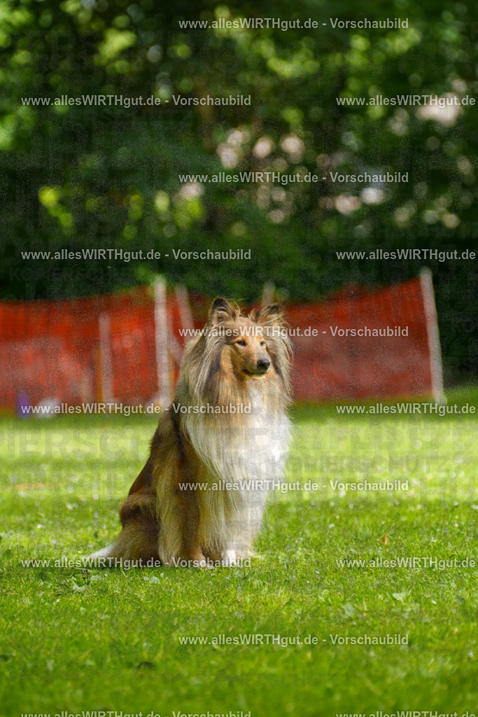 @allesWIRTHgut_Tierfotografie - www.allesWIRTHgut.de - 095433-7R507817 | Professionelle Tierfotografie in Mönchengladbach von Daniel Wirth (allesWIRTHgut). Liebevolle & natürliche Bilder von Hunden & Katzen für unvergessliche Erinnerungen.