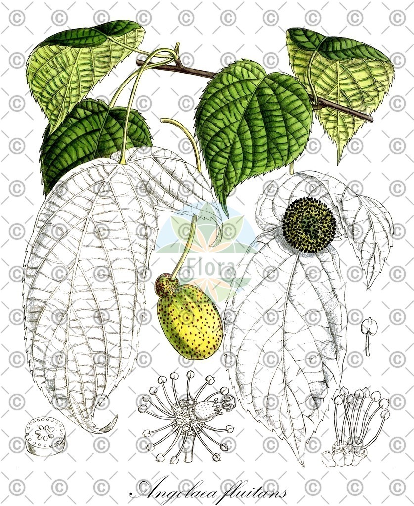 HistAbb_wfo-0000536542_89_ENZY_Simple | Historische Abbildung von Angolaea fluitans - Podostemaceae | Historical Illustration of Angolaea fluitans - Podostemaceae