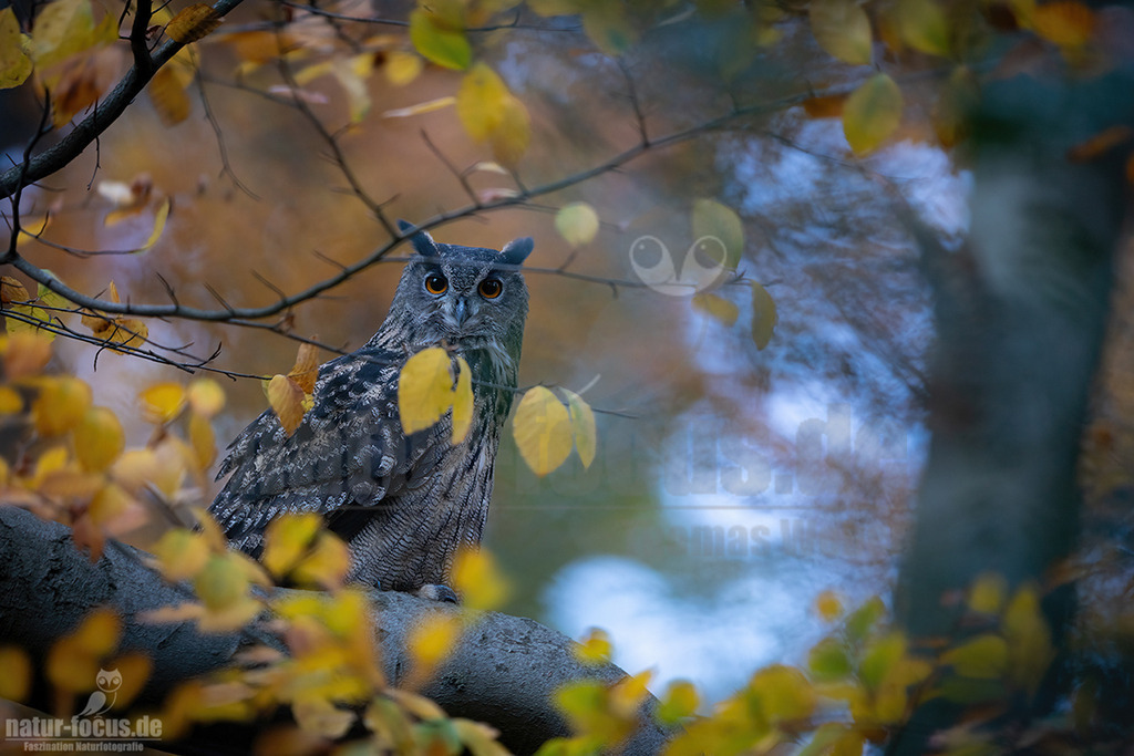 R5M25948_20251104 | Ein majestätischer Uhu (Bubo bubo) sitzt auf einem dicken Ast, umgeben von leuchtend gelben Herbstblättern, die teilweise unscharf im Vordergrund und Hintergrund zu sehen sind. Der Uhu blickt mit seinen durchdringenden orangefarbenen Augen direkt in die Kamera. Sein Gefieder zeigt eine Mischung aus Grau-, Braun- und Schwarztönen, die eine hervorragende Tarnung bieten. Im Hintergrund ist ein verschwommener blauer Himmel und weitere herbstliche Baumstrukturen erkennbar. Es sind keine spezifischen Interaktionen zu beobachten; der Uhu sitzt ruhig und aufmerksam auf seinem Ruheplatz. - Realisiert mit Pictrs.com
