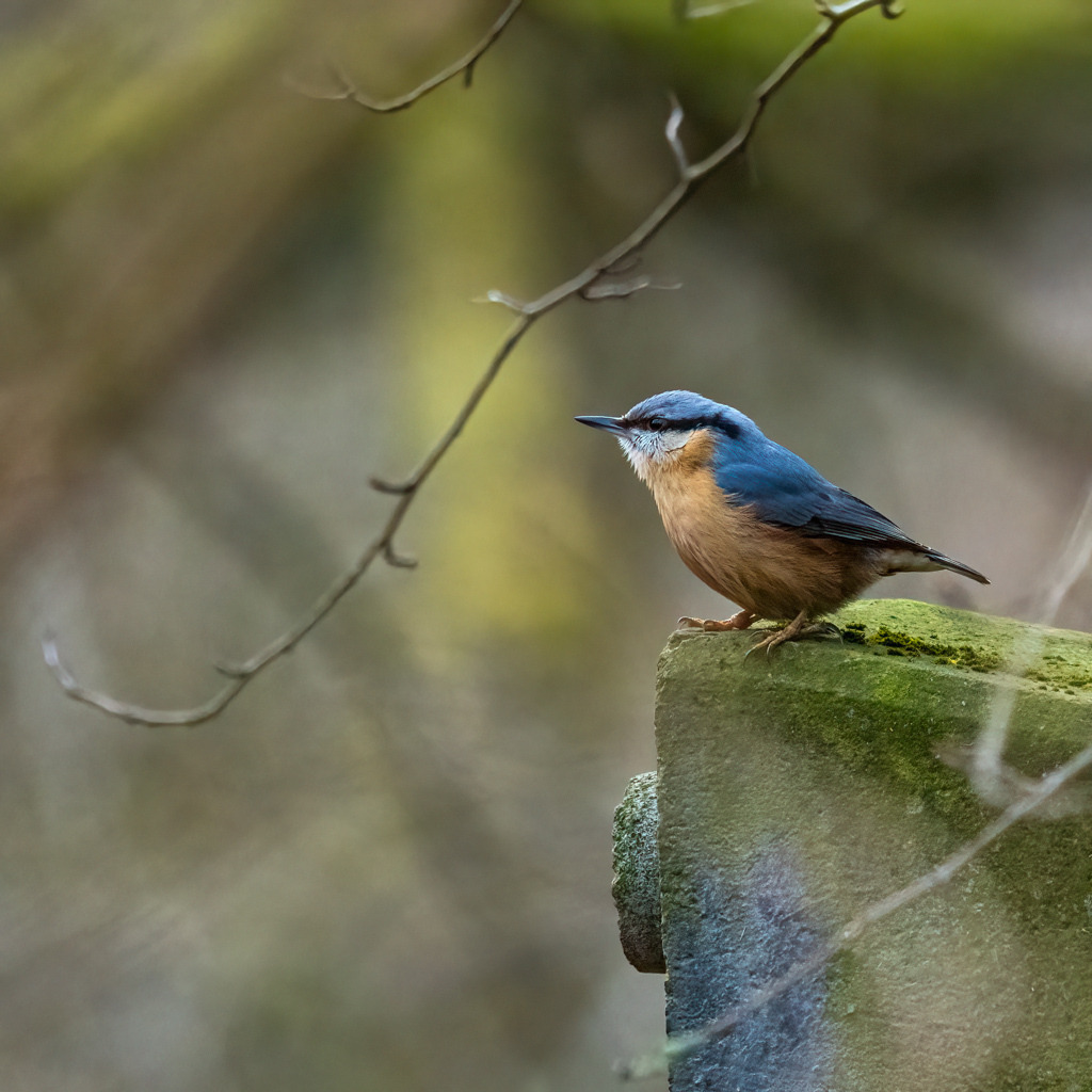 Kleiber auf Vogelhäuschen | Diesen Kleiber konnte ich in der Nähe des Rheins fotografieren. - Realisiert mit Pictrs.com