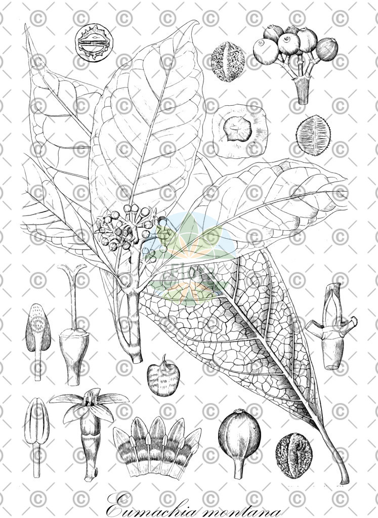 HistAbb_wfo-0000681728_1_ENZY_Simple | Historische Abbildung von Eumachia montana - Rubiaceae | Historical Illustration of Eumachia montana - Rubiaceae