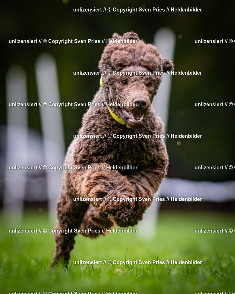 Sven Pries | 2024-10-19 - Hunderennen Ober-Grombach - Realisiert mit Pictrs.com